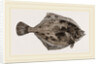 Flounder by Anonymous