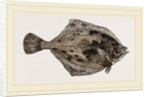 Flounder by Anonymous