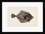 Flounder by Anonymous