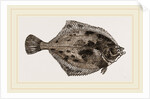 Flounder by Anonymous