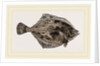 Flounder by Anonymous