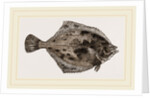 Flounder by Anonymous