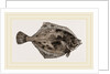 Flounder by Anonymous