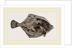 Flounder by Anonymous