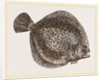 Turbot by Anonymous