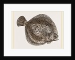Turbot by Anonymous