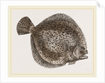 Turbot by Anonymous