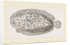 Marbled Sole by Anonymous
