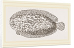 Marbled Sole by Anonymous