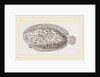 Marbled Sole by Anonymous