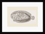 Marbled Sole by Anonymous