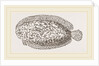 Marbled Sole by Anonymous