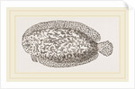 Marbled Sole by Anonymous