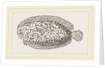 Marbled Sole by Anonymous