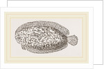 Marbled Sole by Anonymous
