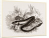 Sharp nosed Eel by Anonymous