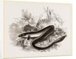 Sharp nosed Eel by Anonymous