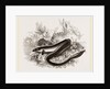 Sharp nosed Eel by Anonymous