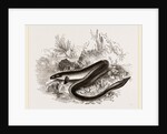 Sharp nosed Eel by Anonymous