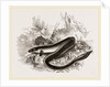 Sharp nosed Eel by Anonymous