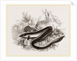 Sharp nosed Eel by Anonymous