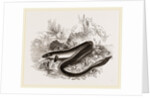 Sharp nosed Eel by Anonymous