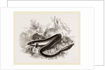 Sharp nosed Eel by Anonymous