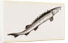 Beluga Sturgeon by Anonymous