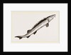 Beluga Sturgeon by Anonymous