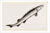 Beluga Sturgeon by Anonymous