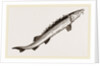 Beluga Sturgeon by Anonymous