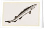 Beluga Sturgeon by Anonymous