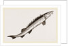 Beluga Sturgeon by Anonymous