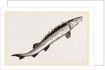 Beluga Sturgeon by Anonymous