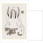 Head and Arms of Russia by Anonymous