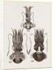 Common and Short-armed Sepiolas by Anonymous