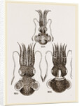 Common and Short-armed Sepiolas by Anonymous