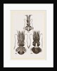 Common and Short-armed Sepiolas by Anonymous