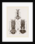Common and Short-armed Sepiolas by Anonymous