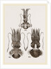 Common and Short-armed Sepiolas by Anonymous