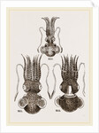 Common and Short-armed Sepiolas by Anonymous
