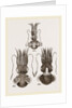 Common and Short-armed Sepiolas by Anonymous