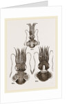 Common and Short-armed Sepiolas by Anonymous