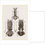 Common and Short-armed Sepiolas by Anonymous