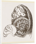 Nautilus from Denys de Montford by Anonymous