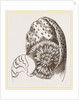 Nautilus from Denys de Montford by Anonymous