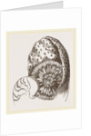 Nautilus from Denys de Montford by Anonymous