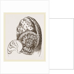 Nautilus from Denys de Montford by Anonymous