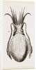 Officinal Cuttle-fish by Anonymous