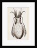 Officinal Cuttle-fish by Anonymous